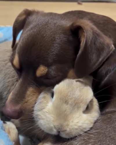 🐶 x 🐰