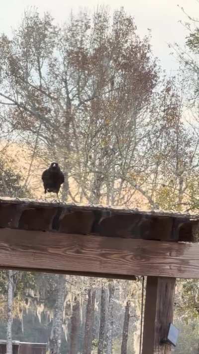 You know it&rsquo;s cold in Florida when you can see the crow&rsquo;s breath!