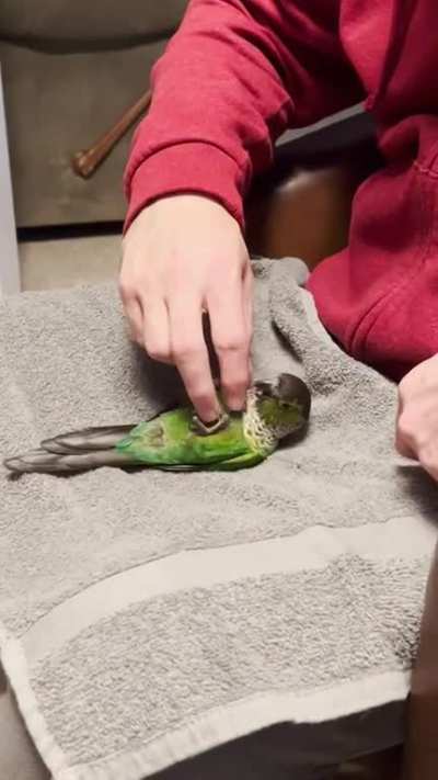 I have a strange birb&hellip;..this is a new one.