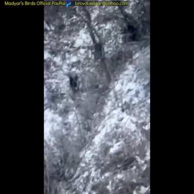 Madyar's recon group - 20 min "pointy stick" post from Soledar 14th Jan, Part 1. Subtitled