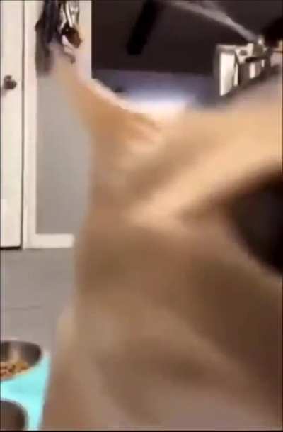 moldy kat