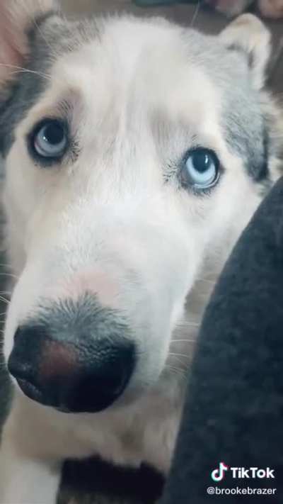 dog&rsquo;s response to quarantine ending