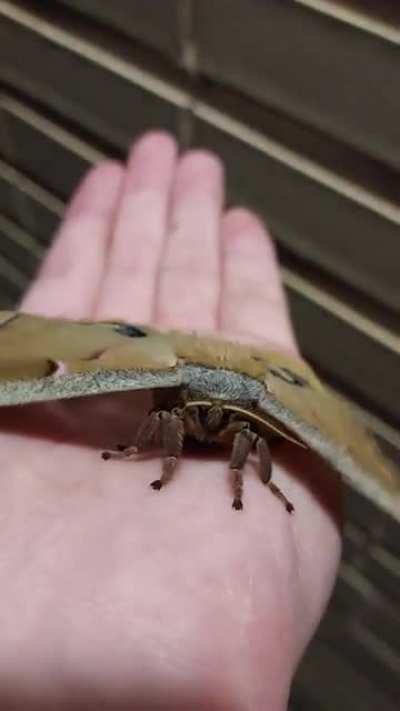 Moth cutie