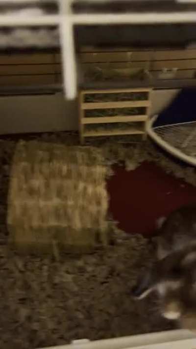 Its always funny to see how excited he gets for his pellets.
