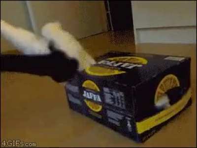 No box is too small for cat..