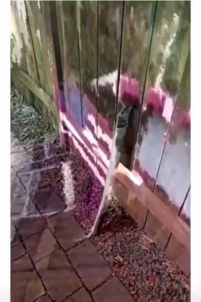 Tossing a stick in the yard.