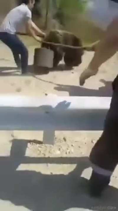 Save the bear