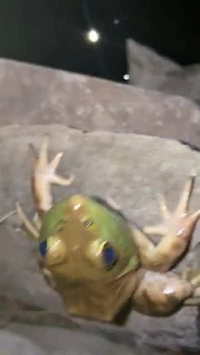 Fuck it, Carti Frog