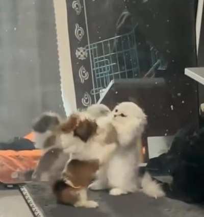 The violence!