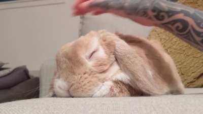 He loves to be loved ❤️