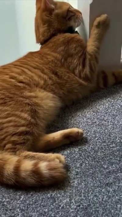 Never touch the toe beans