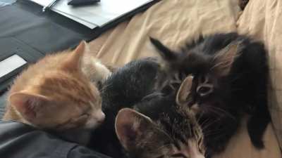 Our newest fosters, melting my heart.