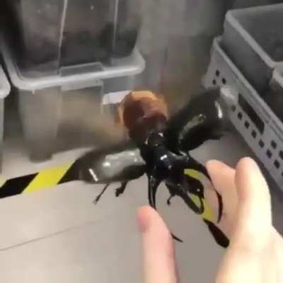 The rhinoceros beetle is an absolute unit