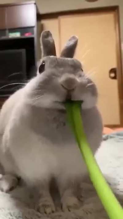 Cute Rabbit🐰