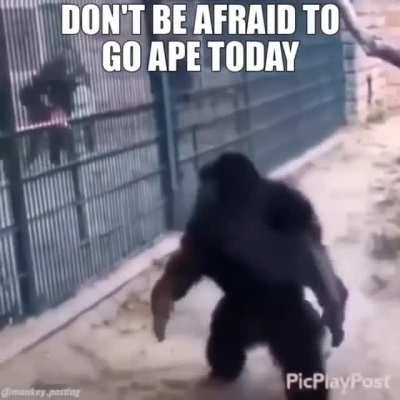 Freaky monky friday rule