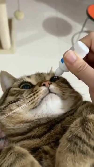 Bravest kitty