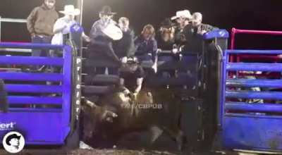 Revenge of the ox!