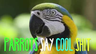 Here is a song about birds because I'm depressed