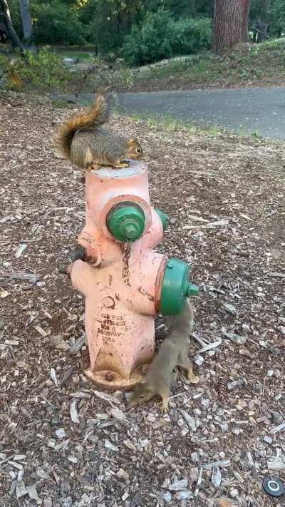 Female squirrel hiding from male during mating season