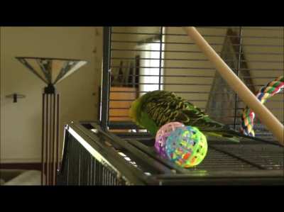 I have been training birds for years, but this talking parakeet left me speechless