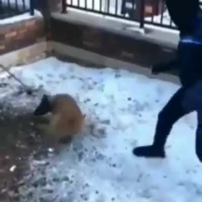 WCGW taunting a dog