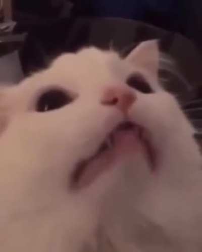 Blursed Hanekawa tongue twister