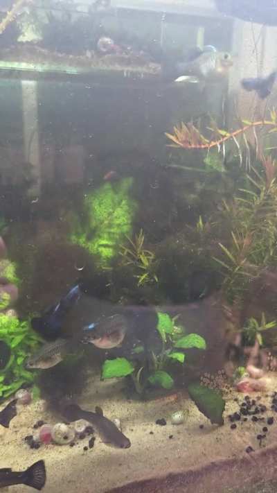 More moscow guppy
