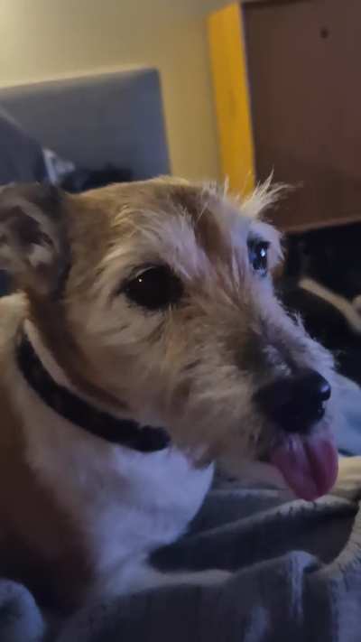 Long blop