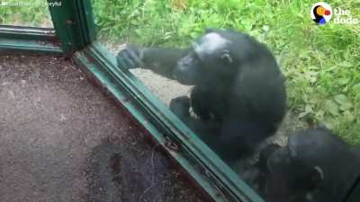 Chimp ask for Drink