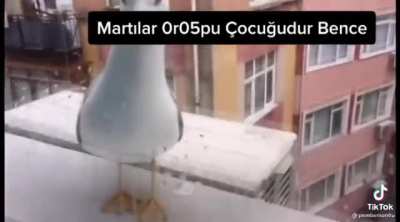 Martılar orospu &ccedil;ocuğudur
