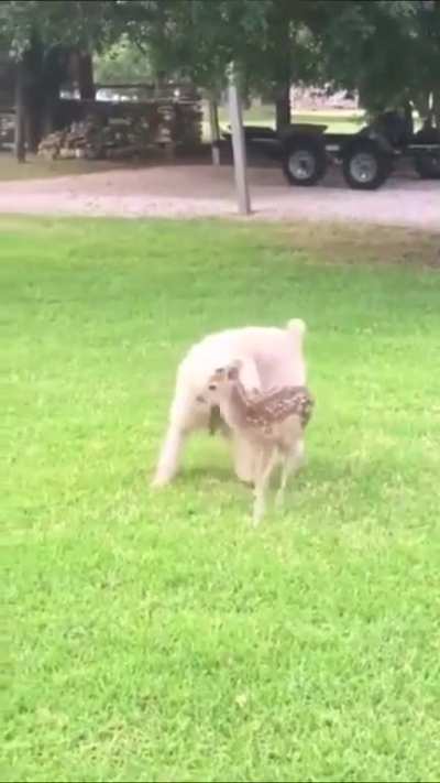 Happy boy made a strange new friend