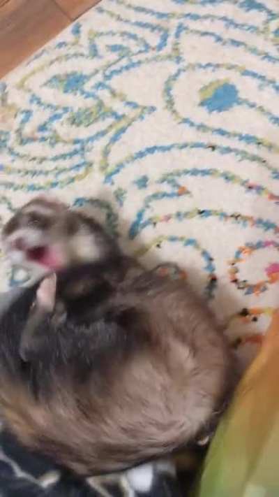 Noodle drama dancing