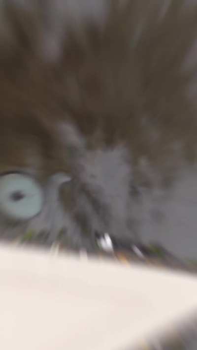 what da cat doin?