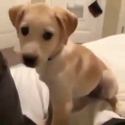 Woof