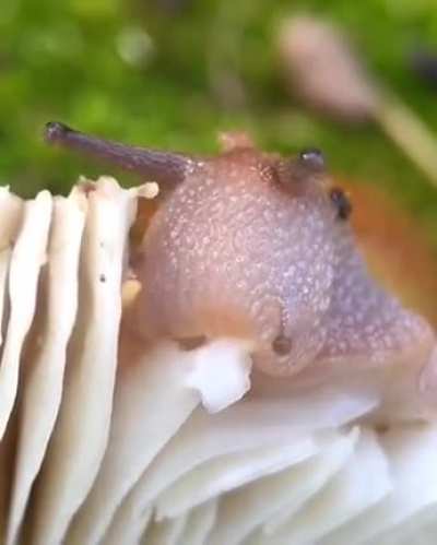🔥 A Snail Eating a Mushroom