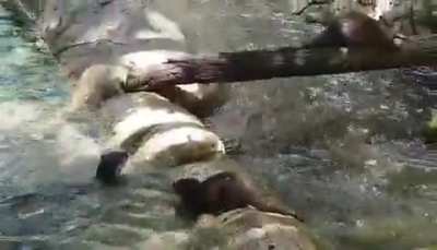 The new otters at our local zoo are my happy place.