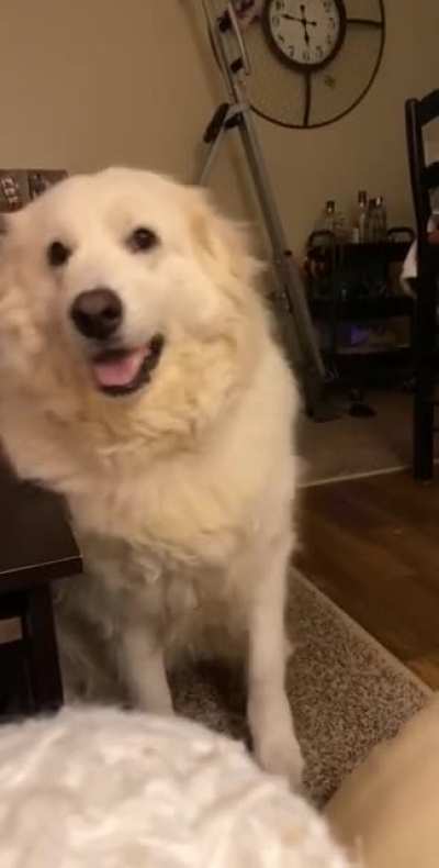 After years and countless hours of trying to train her, the only trick she&rsquo;s managed to retain is &ldquo;paw&rdquo;. So now whenever I eat she shows me each paw... repeatedly