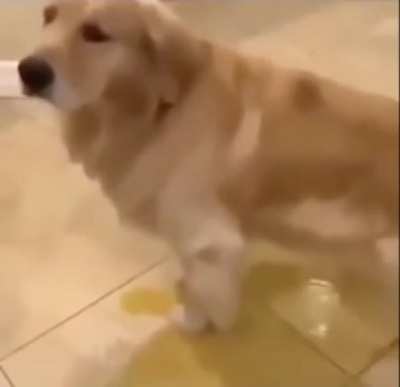 piss dog