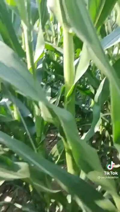 omg it&rsquo;s corn