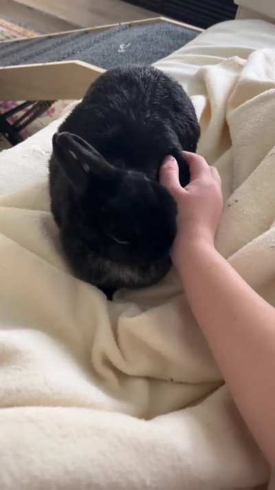 Do you think she has me well trained? Miss Tiggles knows I don&rsquo;t like it when she bites the blanket