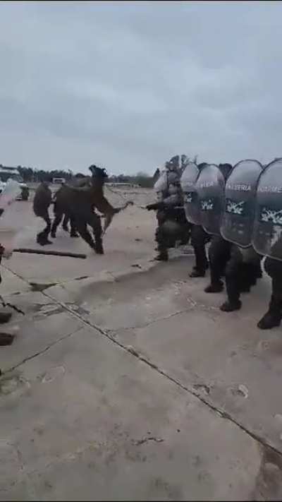Pichicho de derecha