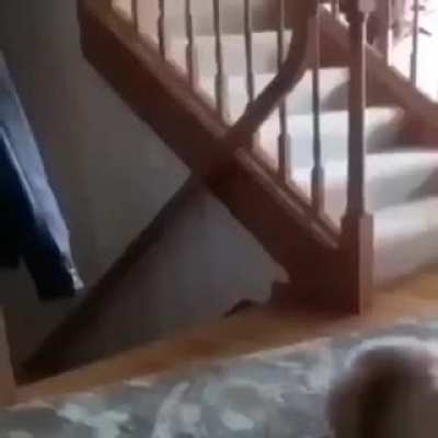 flying cat