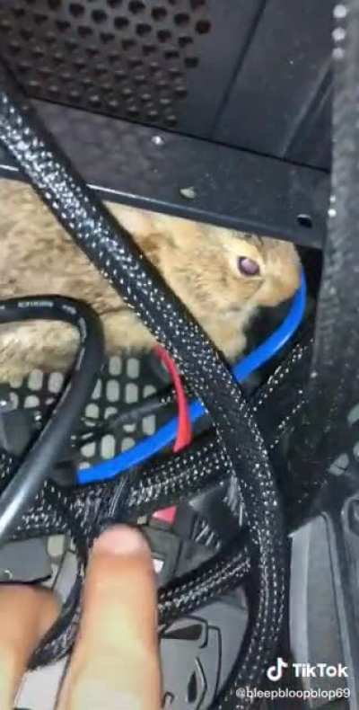 rabbit stuck in computer