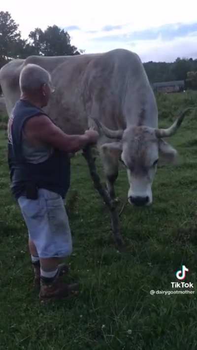 A one ton six foot tall ox - biggest I&rsquo;ve ever seen