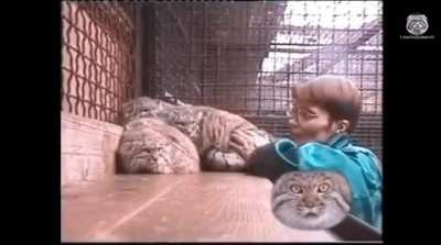 does anyone know where i can find the full video i really like the manul graphic in the corner