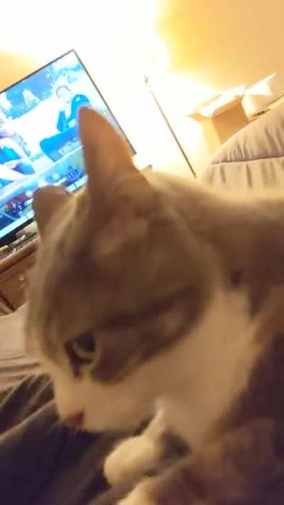 The cat is not impressed