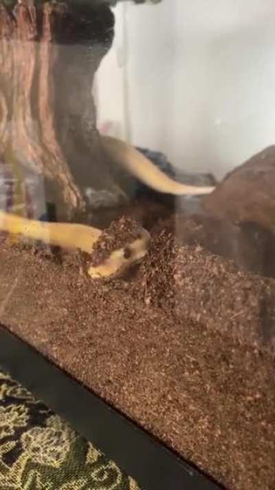 New substrate? Or new hat?