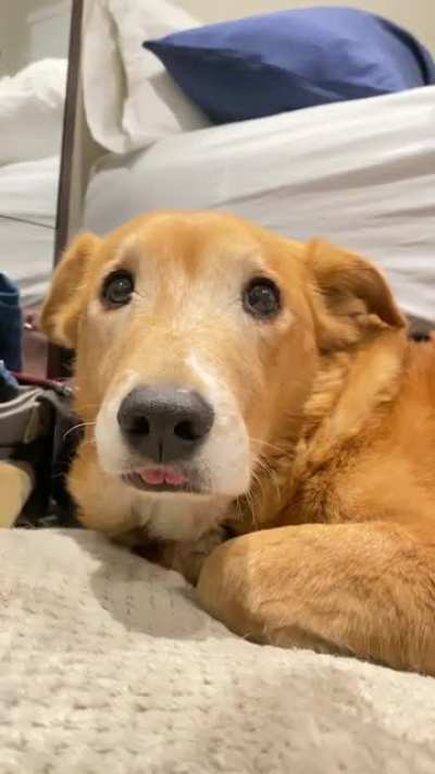 You may have heard of the &ldquo;bend and snap&rdquo; but let me introduce you to the &ldquo;blep and wink&rdquo;