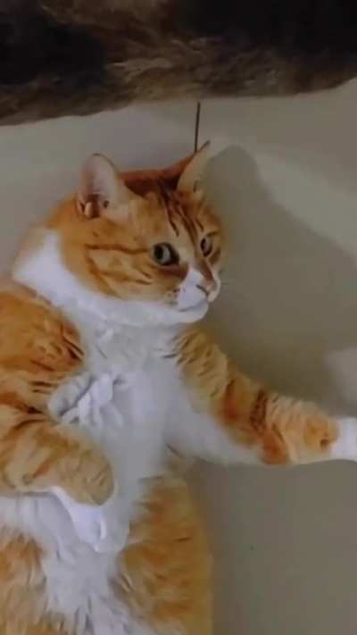 Lazy cat 