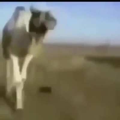 Camel